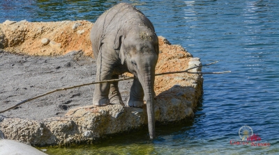 2015 KNIE Kinderzoo