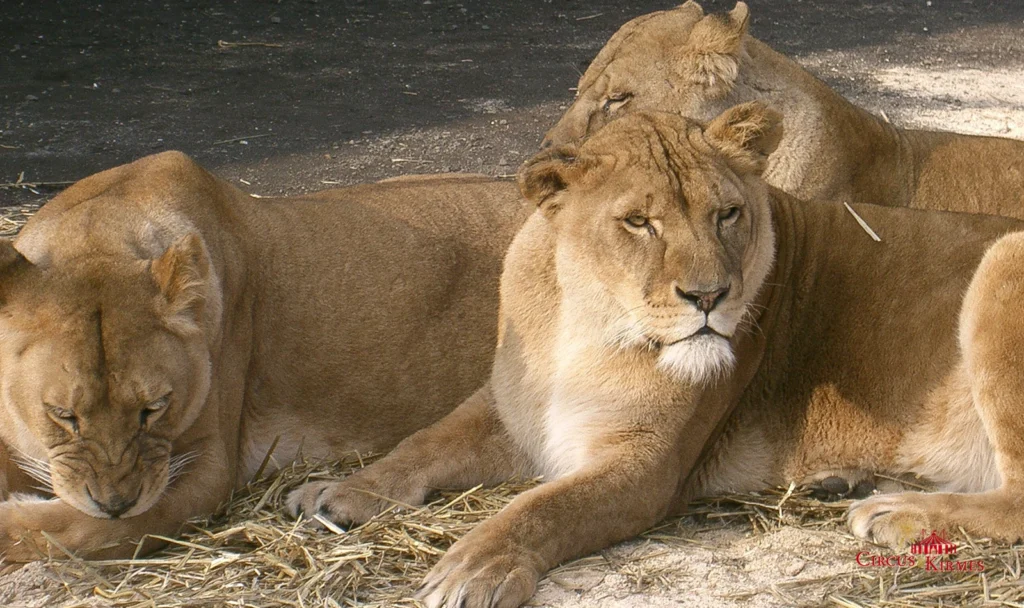 2006 Circus Barum in Montabaur
