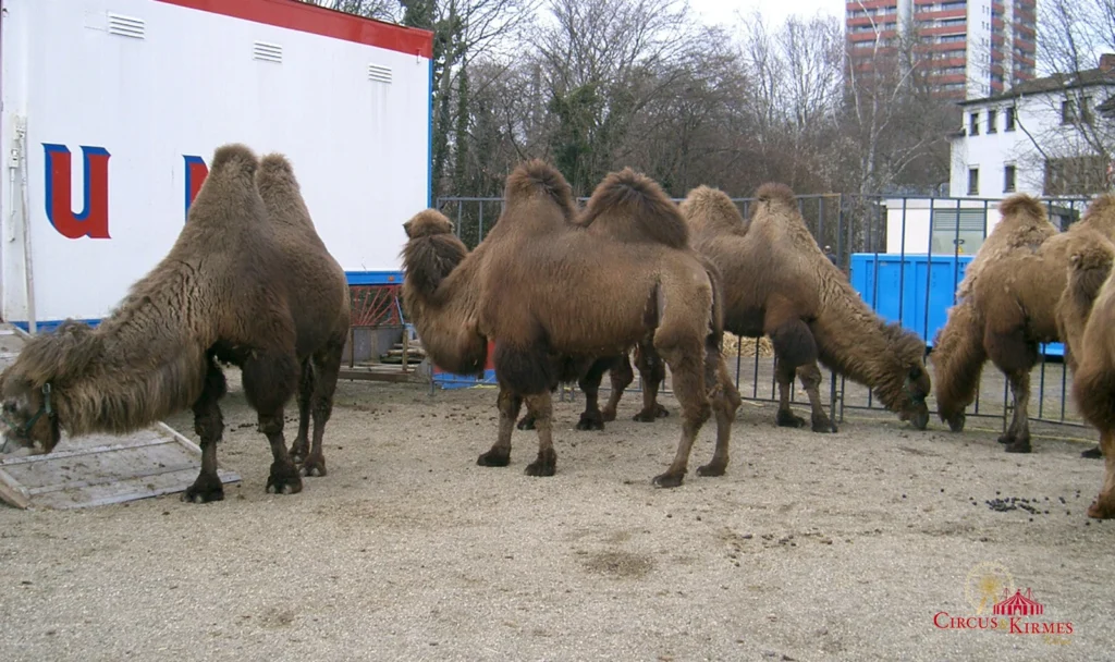 2006 Circus Barum in Neuwied