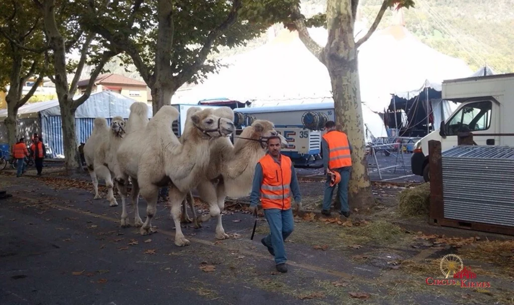 2013 Schweizer National Circus Knie in Brig